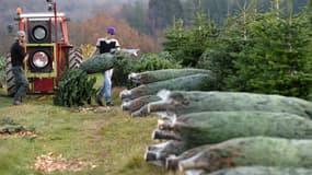 Un producteur de sapins de Noël dans le Morvan en 2014.