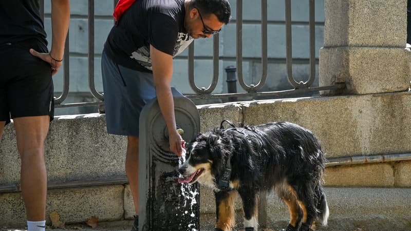 Faut-il s'inquiéter des chaleurs record? "Bientôt, on ne pourra même plus avoir un chien en ville!"