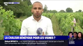 La chaleur actuelle bénéficie aux vignes victimes du mildiou