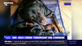 Var: un an après l'attaque d'un joggeur, ces deux chiens sont de retour chez leurs propriétaires et terrorisent une commune
