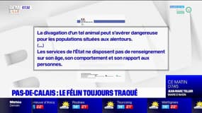 Pas-de-Calais: le félin toujours traqué