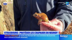 Strasbourg: protéger les crapauds du Neuhof