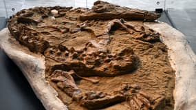 Le fossile d'un crocodile cénozoïque juvénile du genre Piscogavialis dévoilé à l’auditorium du ministère de l’Énergie et des Mines. Lima, le 27 novembre 2024.