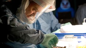 Un scientifique prélève du sang sur des échantillons d'organes contaminés par le virus de Marburg, en 2007.