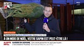 Comment choisir son sapin de Noël?