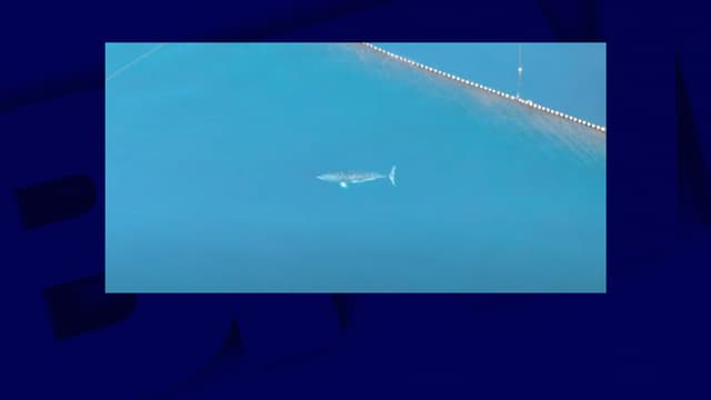 Images de la baleine prise dans les filets à proximité du port de Taiji, au Japon, le 29 décembre 2020