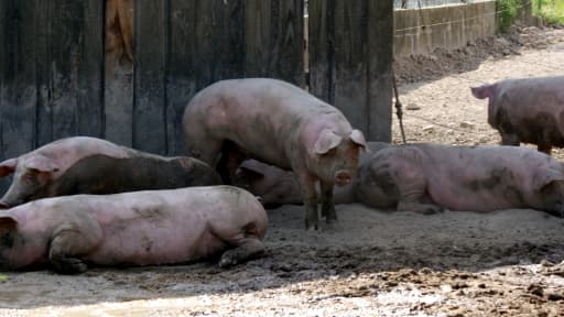 Des porcs dans une ferme de Bourgogne, juillet 2012