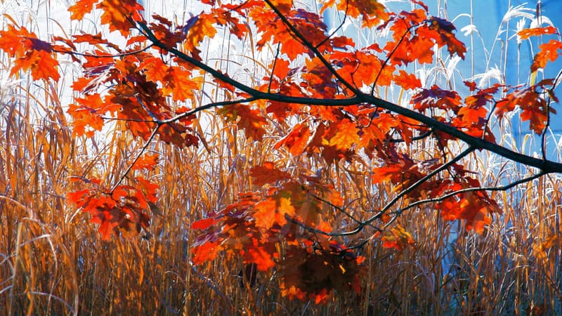 Couleurs d'automne au Canada.