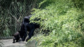 Un jaguar nouvellement né et sa mère "Emma" au zoo de Crécy-la-Chapelle, le 7 août 2024. 