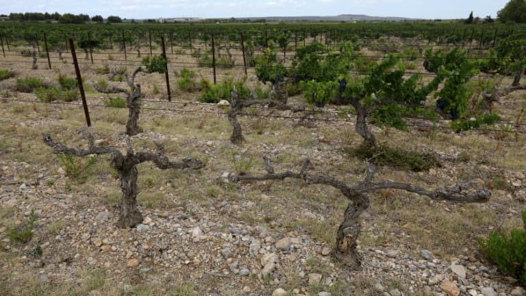 La sécheresse dans les vignes du Languedoc-Roussillon - Image d'illustration