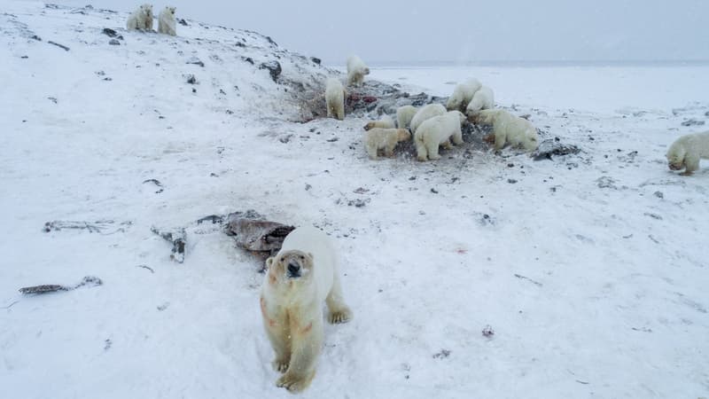 Des ours polaires près du village de Ryrkaypiy, dans la région de Chukotka, en Russie, le 3 décembre 2019