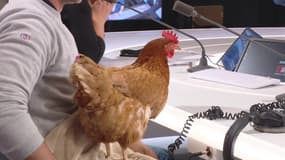 Quand une poule provoque un fou rire en direct sur RMC