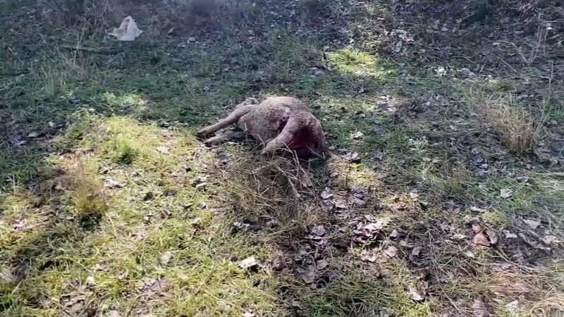 Hyères: un troupeau de moutons décimé par un loup, l'éleveur demande le droit au tir de défense