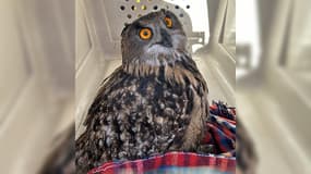 Un hibou grand-duc a été secouru par les pompiers à Valbelle.