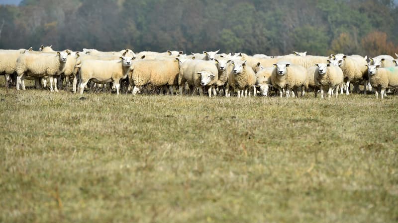Un troupeau de mouton en 2018 (photo d'illustration)