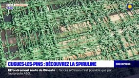 Bouches-du-Rhône: à la découverte de la spiruline à Cuges-les-Pins