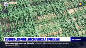 Bouches-du-Rhône: à la découverte de la spiruline à Cuges-les-Pins