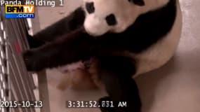 Er Shun met bas ses jumeaux pandas