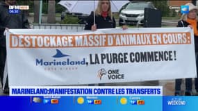 "La purge commence": une manifestation contre les transferts d'animaux depuis Marineland