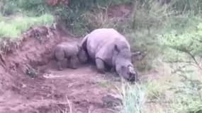 Ce bébé rhinocéros essaie de réveiller sa mère tuée par des braconniers