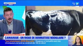 BFM Marseille et vous: un risque de dermatose nodulaire en Camargue?