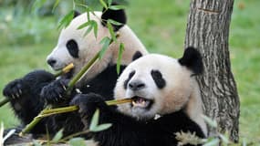 Les pandas géants Huan Huan et Yuan Zi dans leur enclos du zoo de Beauval, le 18 février 2025 à Saint-Aignan, dans le Loir-et-Cher