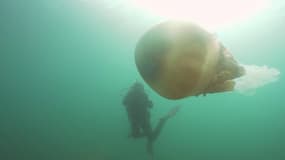 Une plongeuse tombe nez-à-nez avec une méduse aussi grande qu'elle