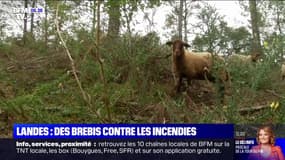 Dans la commune de Soustons, ces brebis sont utilisées pour débroussailler la forêt afin d'éviter le retour des incendies 