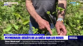 Peymeinade: les dégâts de la grêle sur les roses