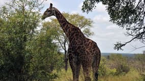 Une girafe dans un parc national en Afrique du Sud (photo d'illustration).
