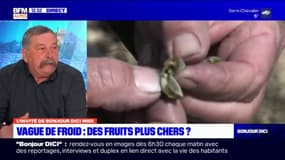 Pertes liées au gel: vers une hausse des prix des fruits ces prochains mois 