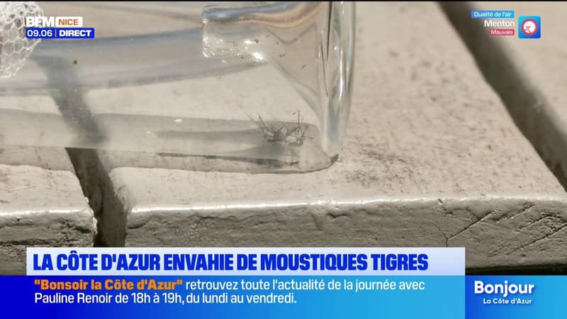 La Côte d'Azur à nouveau envahie par les moustiques-tigres