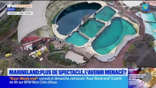 Alors que les spectacles avec cétacés doivent être interdits, quel avenir pour les orques de Marineland? 