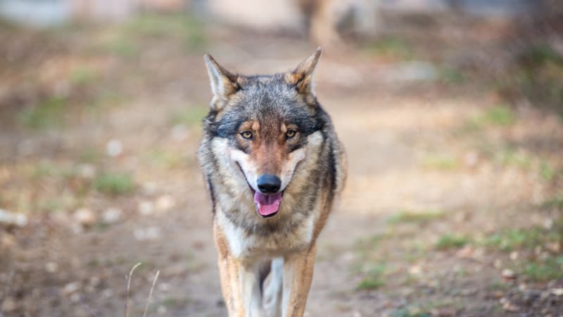 Le Luc: une quinzaine de brebis tuées dans une attaque de loup