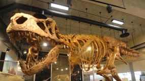 Le squelette de Scotty est exposé au musée du Saskatchewan, au Canada. 
