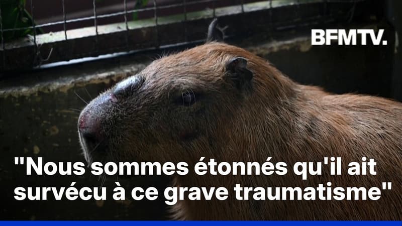 Au Brésil, huit personnes interpellées après avoir frappé un capybara