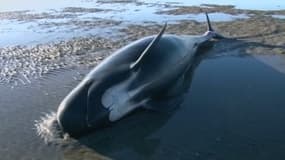 Une baleine échouée sur la plage de Farewell Spit, en Nouvelle-Zélande.