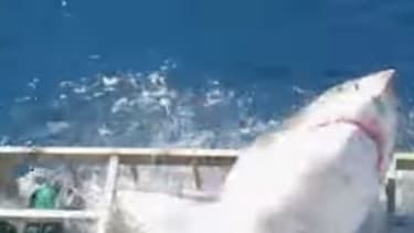 Un requin blanc a sauté dans la cage d'un plongeur, au large de l'île de Guadalupe, au Mexique.