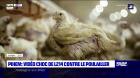 Pihem: L214 dénonce le projet d'extension d'un éleveur de poulet