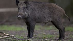 Un cochon sauvage s'est égaré sur le tarmac de l'aéroport international de Hong Kong. Plusieurs policiers ont été mobilisés pour maîtriser l'animal. (Photo d'illustration)