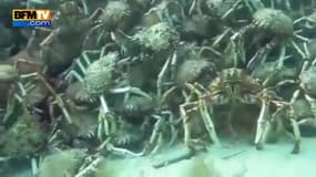Des centaines de crabes forment une pyramide