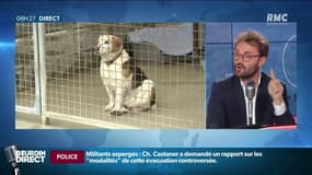 Des députés veulent durcir la loi contre les abandons d'animaux: bonne idée?