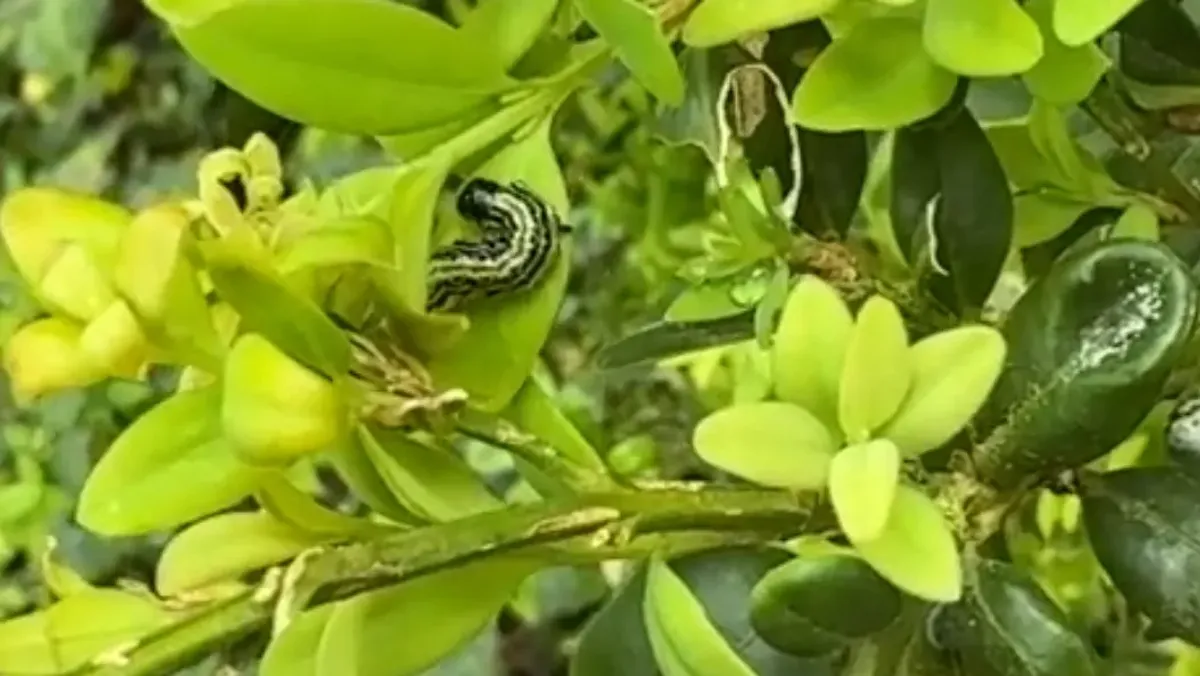 placeholder video