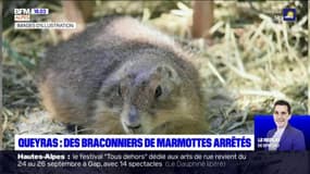 Hautes-Alpes: des braconniers de marmottes arrêtés