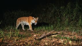 Une image de l'un des tigres découvert dans un parc naturel thaïlandais. 