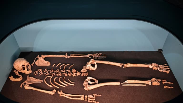 Le squelette d'un homme de Neanderthal lors d'une exposition du Musée de l'Homme, le 26 mars 2018 à Paris