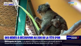 Lyon: des naissances au parc de la Tête d'Or