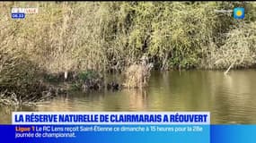 Pas-de-Calais: la réserve naturelle de Clairmarais rouvre ses portes 