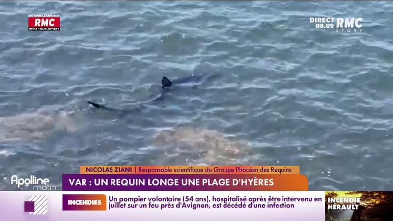 Var: un vacancier en paddle se retrouve nez-à-nez avec un requin bleu de 2 mètres