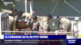 Une balade en bateau pour découvrir la faune et la flore du parc régional de Camargue